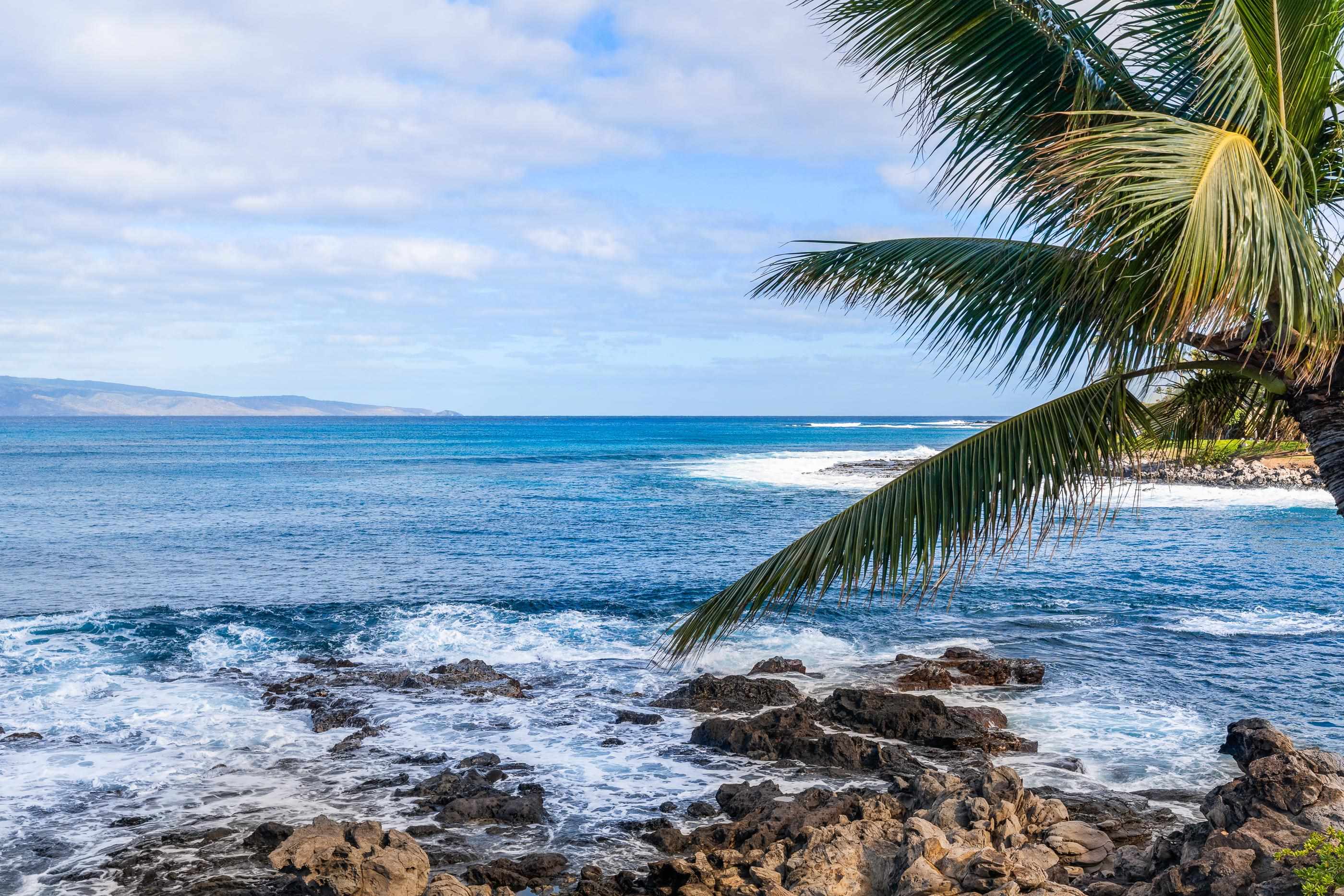 A palm arcing over the lava shoreline, surf rolling in below the front yard
